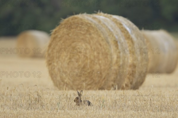European brown hare (Lepus europaeus) adult animal in a farmland stubble field in summer with straw