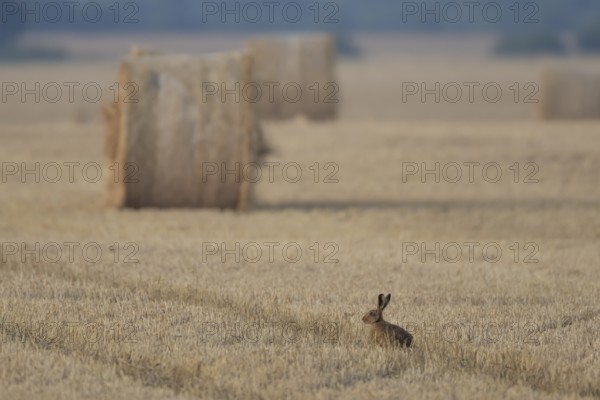 European brown hare (Lepus europaeus) adult animal in a farmland stubble field in summer with straw