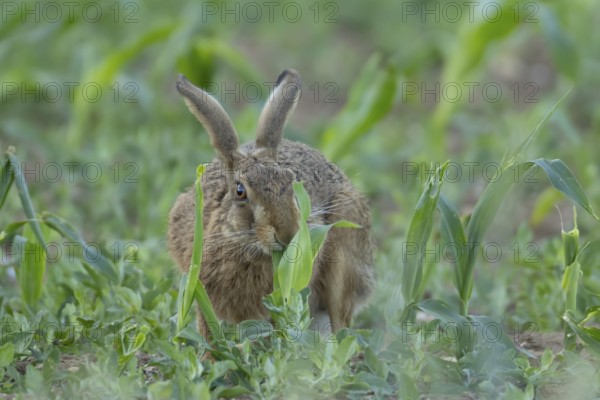 European brown hare (Lepus europaeus) adult animal feeding in a farmland maize field in summer,