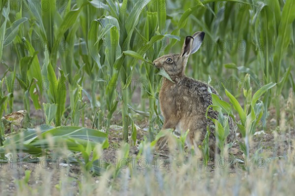 European brown hare (Lepus europaeus) adult animal feeding in a farmland maize field in summer,