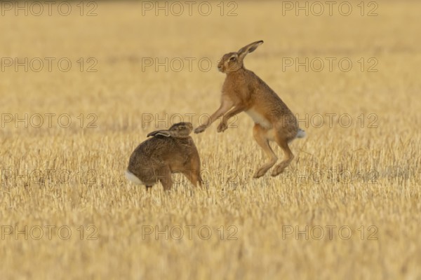European brown hare (Lepus europaeus) two hares adult animals boxing in a farmland stubble field in