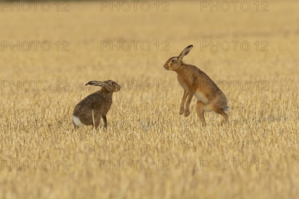 European brown hare (Lepus europaeus) two hares adult animals boxing in a farmland stubble field in