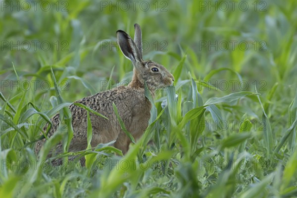 European brown hare (Lepus europaeus) adult animal feeding in a farmland maize field in summer,