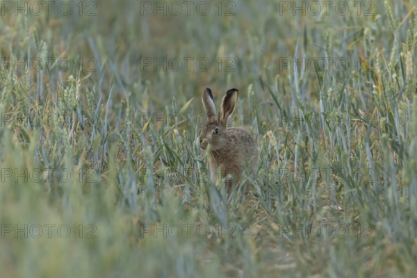 European brown hare (Lepus europaeus) juvenile baby leveret animal feeding in a farmland wheat