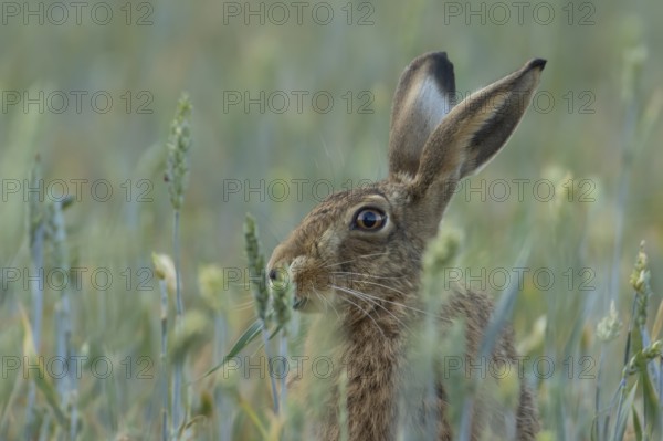 European brown hare (Lepus europaeus) adult animal feeding in a farmland wheat field in summer,