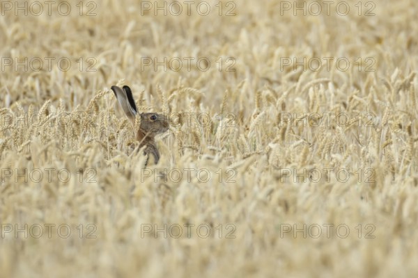 European brown hare (Lepus europaeus) adult animal feeding in a farmland wheat field in summer,