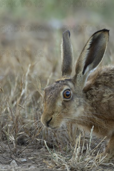 European brown hare (Lepus europaeus) adult animal in a farmland stubble field in summer, England,