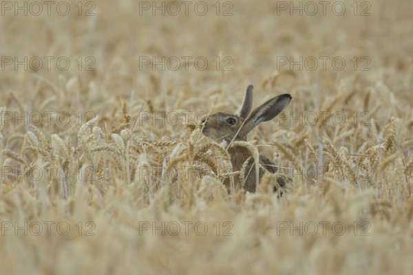 European brown hare (Lepus europaeus) adult animal feeding in a farmland wheat field in summer,