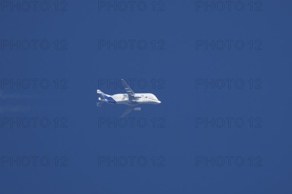 Airbus A300-600ST Super Transporter or Beluga aircraft in flight in a blue sky with vapour trails