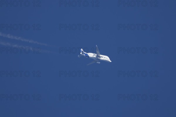 Airbus A300-600ST Super Transporter or Beluga aircraft in flight in a blue sky with vapour trails