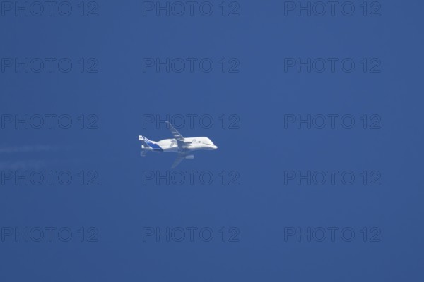 Airbus A300-600ST Super Transporter or Beluga aircraft in flight in a blue sky with vapour trails
