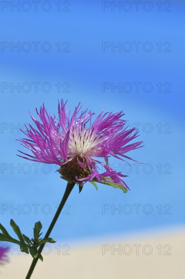 Meadow knapweed or common knapweed (Centaurea jacea), flower, Wilnsdorf, North Rhine-Westphalia,