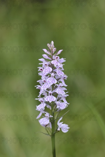 Moorland spotted orchid (Dactylorhiza maculata), inflorescence, close-up, Wilnsdorf, North