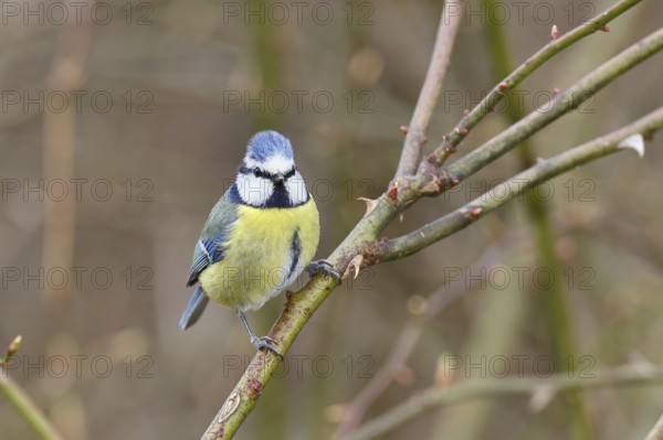 Blue tit (Parus caeruleus), sitting in the bushes of a dog rose (Rosa canina), Wilnsdorf, North