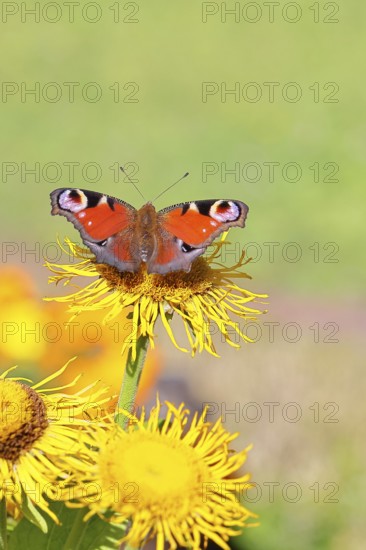 Peacock butterfly (Aglais io), on a yellow flower of a Great Telekie (Telekia speciosa), Wilnsdorf,