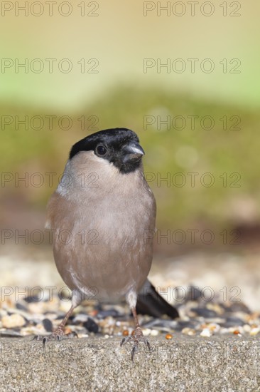 Bullfinch (Pyrrhula pyrrhula), female, sitting at a winter feeder in the garden, Wilnsdorf, North