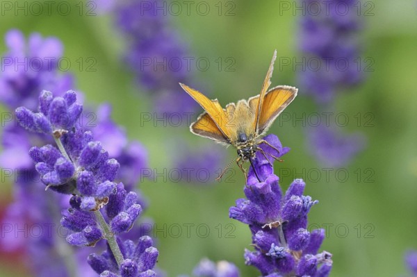 Large skipper (Ochlodes venatus), collecting nectar from a flower of Common lavender (Lavandula