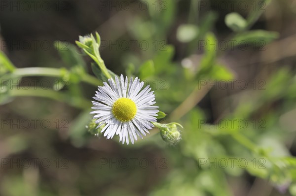 Annual ragweed (Erigeron annuus), by the wayside in a field, Wilnsdorf, North Rhine-Westphalia,