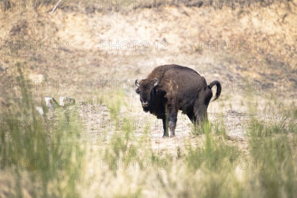 European bison (Bos bonasus), bison grazing in open country, Döberitzer Heide nature reserve,