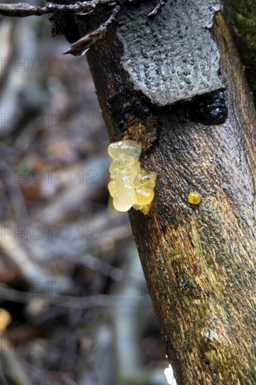 Kerndrüsling, Körnchen-Drüsling, Kristallgehirn (Myxarium nucleatum), fruiting body on dead wood,