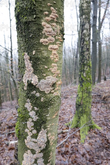 Radiating phlebia (Phlebia radiata), many fruiting bodies on tree trunk, North Rhine-Westphalia,