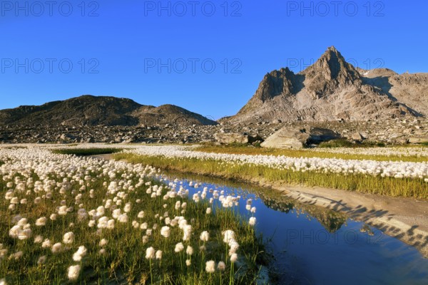 Small stream lined with flowering cotton grass (Eriophorum) in the Furka region, Urseren Valley,