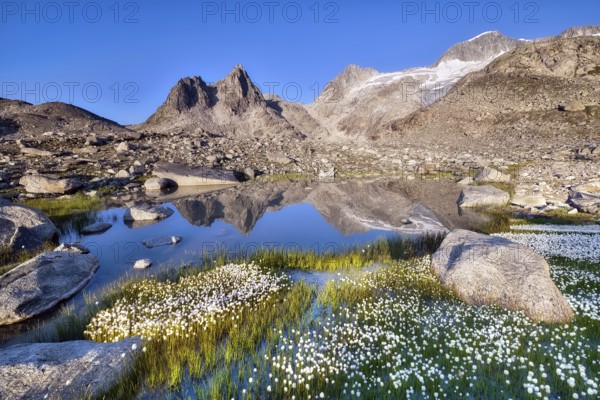 Mountains reflected in a mountain lake in the Furka region, flowering cotton grass (Eriophorum),