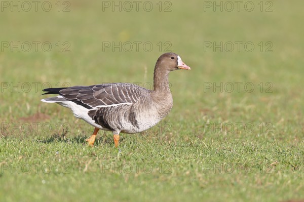 White-fronted goose (Anser albifrons), standing in a meadow in the wintering area, wildlife,