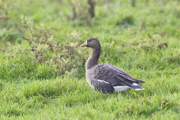 White-fronted goose (Anser albifrons), standing in a meadow in the wintering area, wildlife,