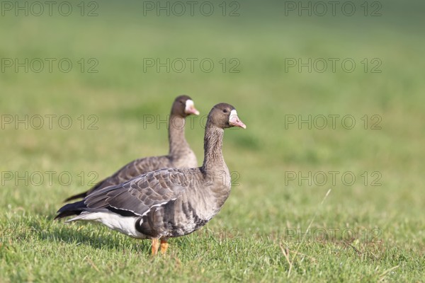 White-fronted geese (Anser albifrons), standing in a meadow in the wintering area, pair of animals,