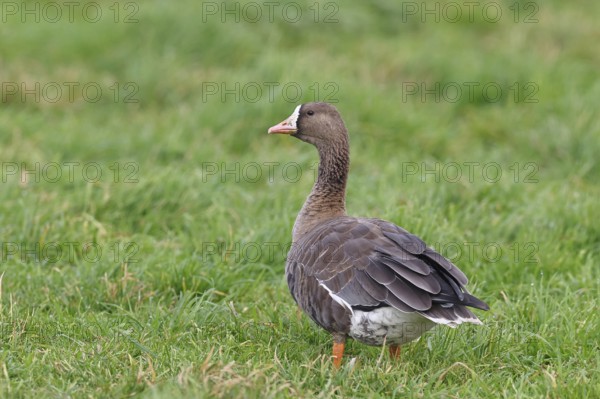 White-fronted goose (Anser albifrons), standing in a meadow in the wintering area, wildlife,
