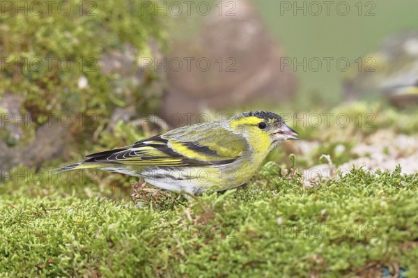 Siskin (Carduelis spinus), male sitting on moss, mossy ground, Wilnsdorf, North Rhine-Westphalia,