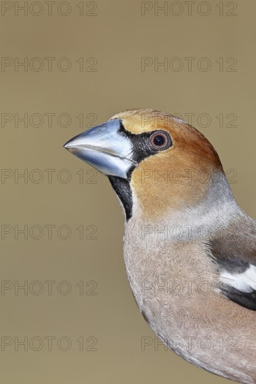 Hawfinch (Coccothraustes coccothraustes), male, animal portrait, Wilnsdorf, North Rhine-Westphalia,
