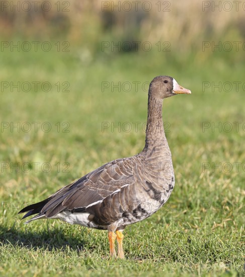White-fronted goose (Anser albifrons), standing in a meadow in the wintering area, wildlife,