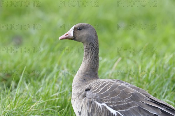 White-fronted goose (Anser albifrons), standing in a meadow in the wintering area, wildlife,