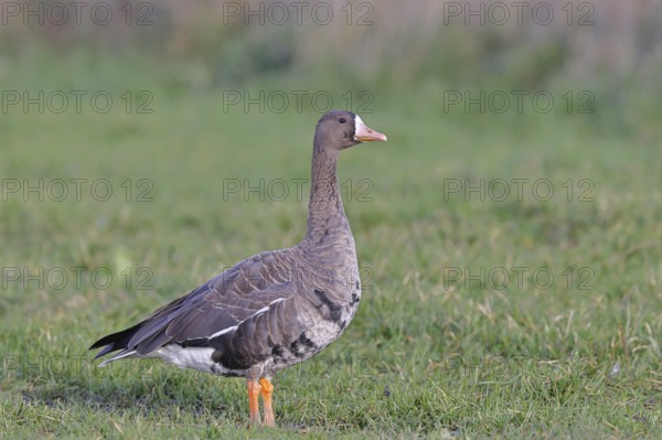 White-fronted goose (Anser albifrons), standing in a meadow in the wintering area, wildlife,