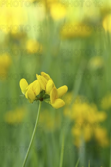 Bird's-foot Trefoil, Bird's-foot Trefoil (Lotus corniculatus), yellow flower in a meadow,