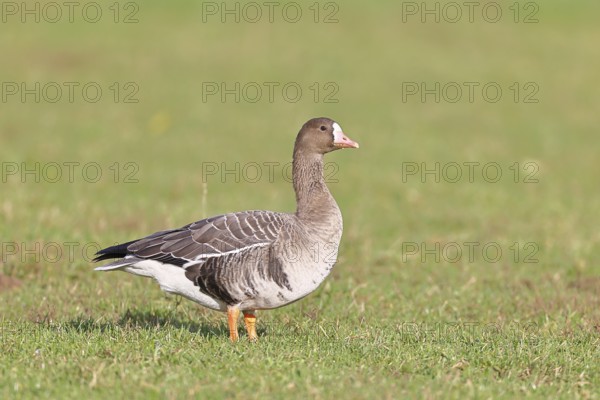 White-fronted goose (Anser albifrons), standing in a meadow in the wintering area, wildlife,