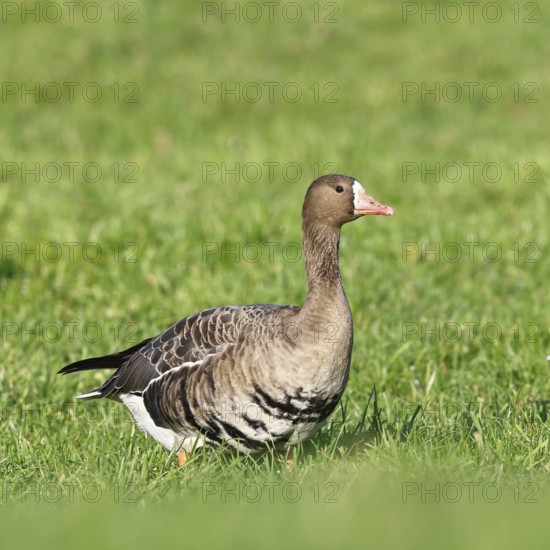 White-fronted goose (Anser albifrons), standing in a meadow in the wintering area, wildlife,