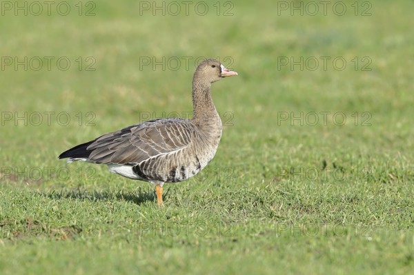 White-fronted goose (Anser albifrons), standing in a meadow in the wintering area, wildlife,