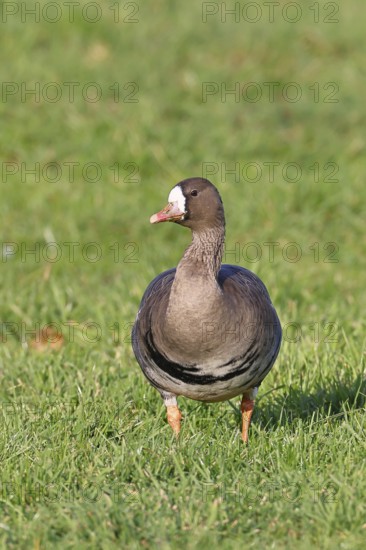 White-fronted goose (Anser albifrons), standing in a meadow in the wintering area, wildlife,