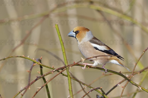 Hawfinch (Coccothraustes coccothraustes), male, sitting in a thorn bush, wildlife, colourful