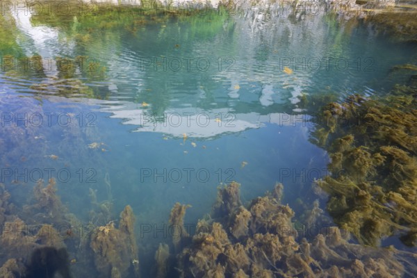 Lippe spring, waters with algae, Bad Lippspringe, climatic health resort, Westphalia, North