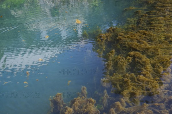 Lippe spring, waters with algae, Bad Lippspringe, climatic health resort, Westphalia, North