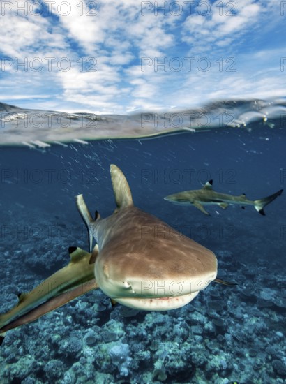 Snapshot of mock attack Attack by Grey reef shark (Carcharhinus amblyrhynchos) swimming fast