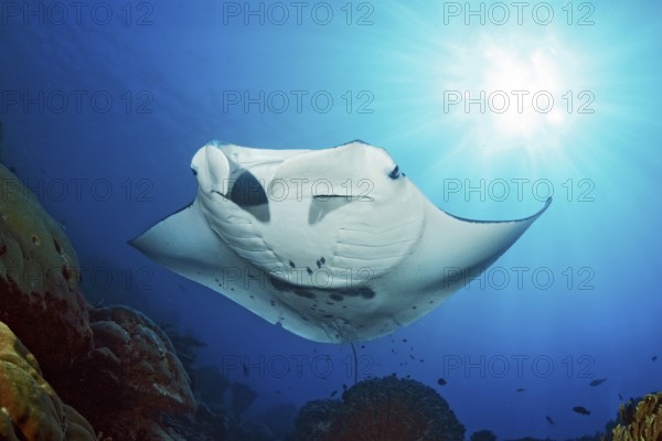 Backlit photograph of reef manta ray (Manta alfredi) floating floats stands over coral block in