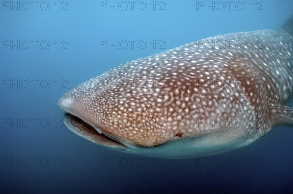 Head of whale shark (Rhincodon typus) with typical pattern, Pacific Ocean, Philippine Sea,