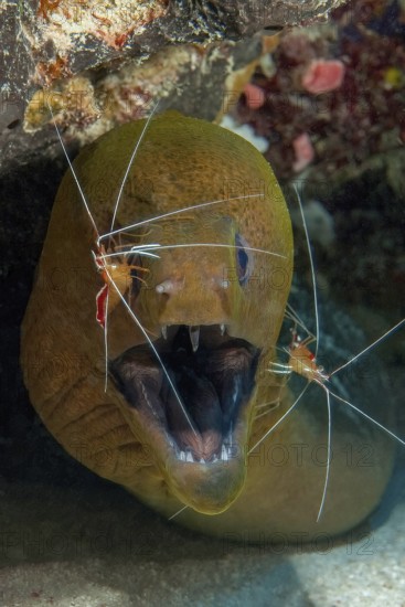 Symbiosis symbiotic behaviour in coral reef of predatory fish Giant moray eel (Gymnothorax
