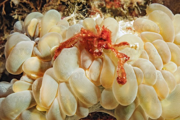 Orang-utan crab (Achaeus japonicus) (syn. Inachus japonicus) sitting on bubble anemone (Entacmaea