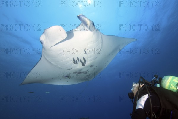 Diver observing peaceful harmless reef manta ray (Manta alfredi) giant ray at close range, common